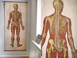 Vintage Pull Down Map Anatomy Human Skeleton Pull Down Chart