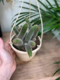 Hairs like structures help plant to capture moisture from air as there is negligible rains in native area. Cleistocactus Colandemononis Monkey Tail Cactus Uk The Ginger Jungle