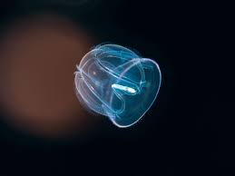 This category contains only the following page. Comb Jelly Facts Ctenophora