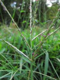 Image result for Digitaria compressa