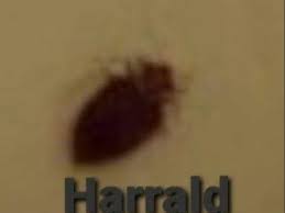 Pin By Lisa On Golden And Inspirational Insects Names Bug Collection Meme Pictures