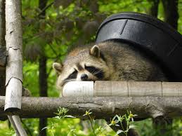 Raccoon breeding begins in february. Raccoons Need Compassion Not Forks Canada S National Observer News Analysis