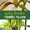 Trimming is needed to manage the fast growth of the lucky bamboo plant, while cuttings help in replanting. 1