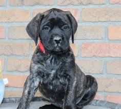 You may contact me via. Bullmastiff Puppies For Sale Denver Co 241408