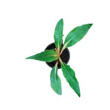 Image result for Chlorophytum Amaniense