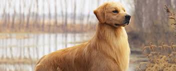 Akc golden retriever pups for sale we raise the euro cremes and the american reds. Golden Retriever Dog Breed Profile Petfinder