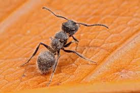 Image result for Actinanthella