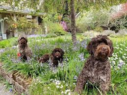 Memories 🥰🐾😍