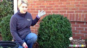 Check spelling or type a new query. Pruning English Boxwoods Youtube