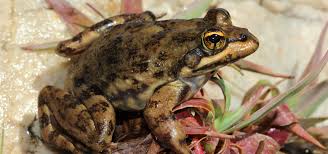 Image result for Afroqueta capensis