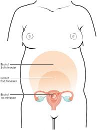 maternal changes during pregnancy labor and birth