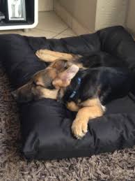 We did not find results for: Rafe He Killed That Bed 4 Weeks Later Big Dog Beds German Shepherd Puppies Gsd