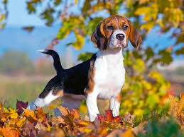 3. Beagle – A Small, Fun-Loving Companion
