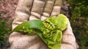 Find one that will provide the features and elements you need. Organic Sulfur Spray And Early Spring Management Philadelphia Orchard Project