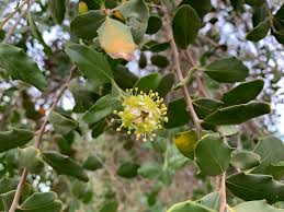 Image result for Quillaja saponaria
