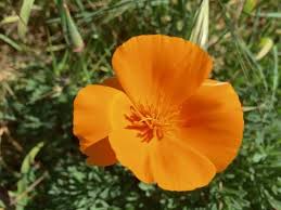 Maybe you would like to learn more about one of these? Where To Find The Best Wildflowers In Santa Cruz County Visit Santa Cruz County
