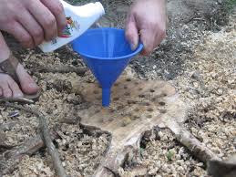 Pin By Sassykat Baskets On Gardening Removing Tree Stumps Tree Stump Kill Tree Stump