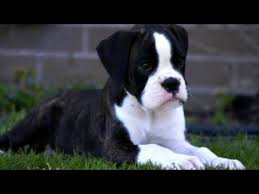 Private Owner Boxer Puppies For Sale 01 2022
