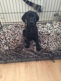 We'll discuss the german shorthair breed in detail here. Solid Black German Shorthaired Pointer Pups Chesterfield Derbyshire Pets4homes