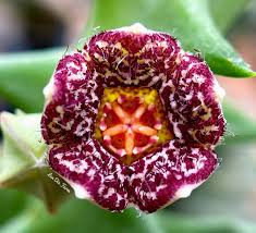 Image result for Orbea carnosa