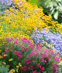 A Terrific Fall Border With Asters And Rudbeckia Fall Borders Flower Beds Plant Combinations