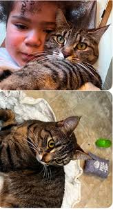 Lost Female Tabby Cat in Pierce County, Washington