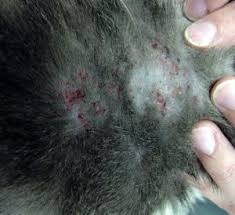 Scabs on a cat's skin are usually due to a condition called miliary dermatitis. Hair Loss The Cat Doctor