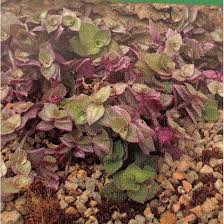 Image result for Callisia repens