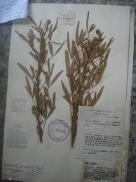 Image result for Crotalaria cylindrocarpa