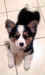 Black And Brown Corgi I Think Black And Brown Corgis Are The Cutest Click Here To Find Out More Http Googydog Com Cute Animals Puppies Animals
