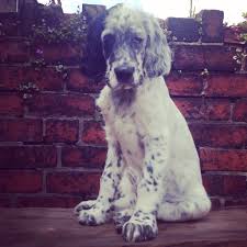 No english setter's were found in the for sale catergory. English Setter Puppy Luna Is 12 Weeks On Our Wooden Bench English Setter Dogs English Setter Puppies English Setter Puppy