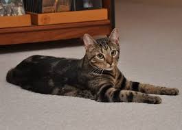 Baby Black And Ginger Cat Sbt Brown Black Marbled Tabby Bengal Cat 2 For Sale Adoption From Bengal Cat Hairless Cat Cool Cats