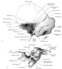 Image result for Temporal Bone
