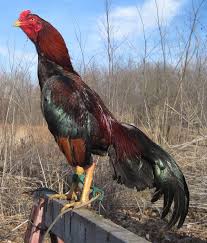 Fancy Japanese Shamo Chicken Breeds Fancy Chickens Beautiful Birds