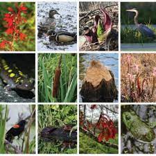 We did not find results for: Em3050 Activity Wetland Bingo The Umbrella Arts Center