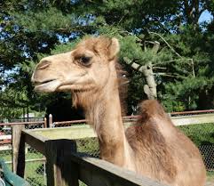 We did not find results for: Animal Farm Petting Zoo Home Facebook