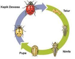 Pada hemimetabolisme, perkembangan nimfa imago (dewasa), ialah fase yang ditandai telah berkembangnya semua organ tubuh dengan baik. Contoh Metamorfosis Sempurna Dan Tidak Sempurna Idschool