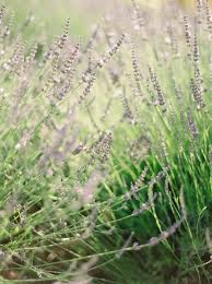 We did not find results for: Flowers And Plants That Repel Bugs But Do They Work Get Green Be Well