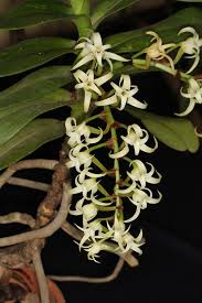 Image result for Cyrtorchis arcuata