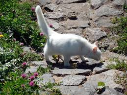 In der regel findet die kastration. Katze Markiert Das Gelande Wann Und Warum Tun Katzen Das Wie Soll Man Reagieren