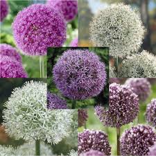 The most common giant allium flowers material is cotton. Boston Bulbs Wholesale Giant Allium Bulb Collection Boston Bulbs Wholesale