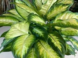 Image result for beautiful dieffenbachia