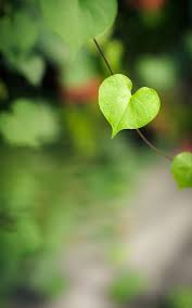 Lemonpinterestcontest Amor Naturaleza Corazones De Amor Cosas De Color Verde