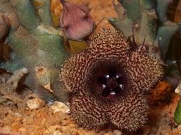 Image result for Huernia volkartii