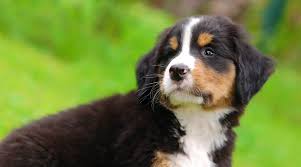 This dog breed was initially developed to pull carts, herd cattle and also act as watchdogs. Bernese Mountain Dog Puppies For Sale Cheap