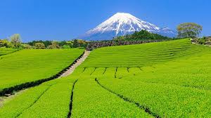 Shizuoka prefecture is a prefecture of japan located in the chūbu region of honshu. ç¾åœ°ã‚¹ã‚¿ãƒƒãƒ•åŽ³é¸ é™å²¡çœŒã®ãŠã™ã™ã‚è¦³å…‰ã‚¹ãƒãƒƒãƒˆbest31 æ¥½å¤©ãƒˆãƒ©ãƒ™ãƒ«