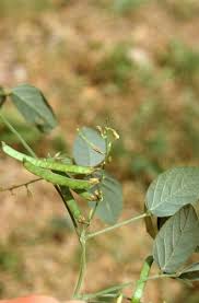 Image result for Teramnus repens