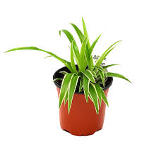 Image result for Chlorophytum fischeri