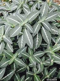 Image result for Ruellia brevifolia