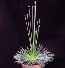 Image result for Syngonanthus welwitschii